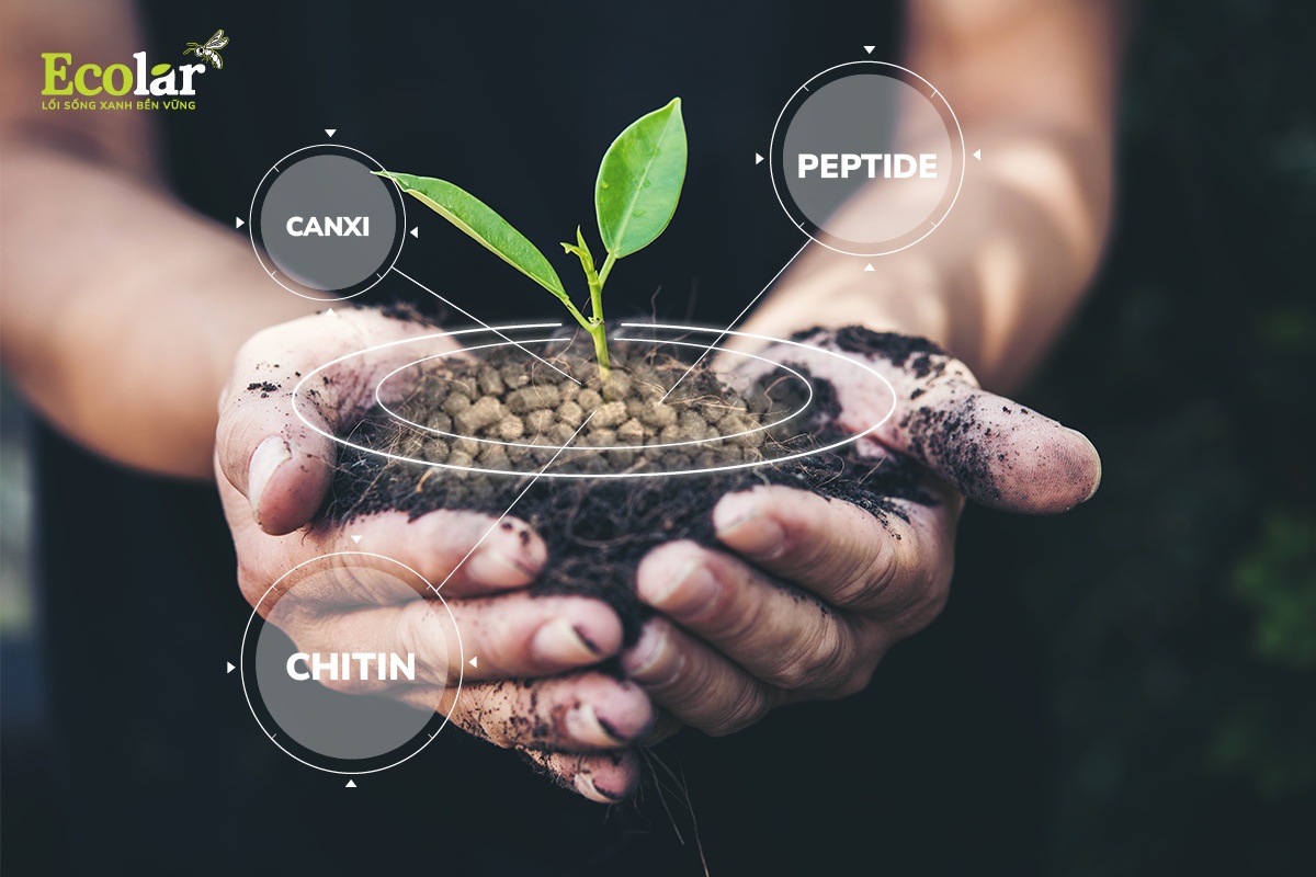 BSFly tạo phân hữu cơ – Phục hồi sức sống cho đất