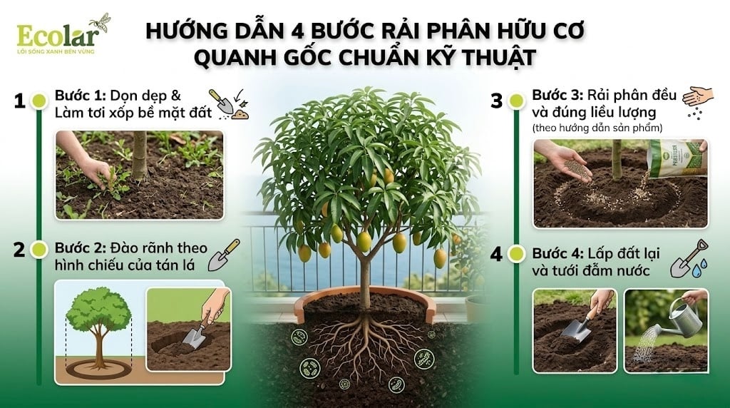 Hướng Dẫn 4 Bước Rải Phân Hữu Cơ Quanh Gốc Chuẩn Kỹ Thuật