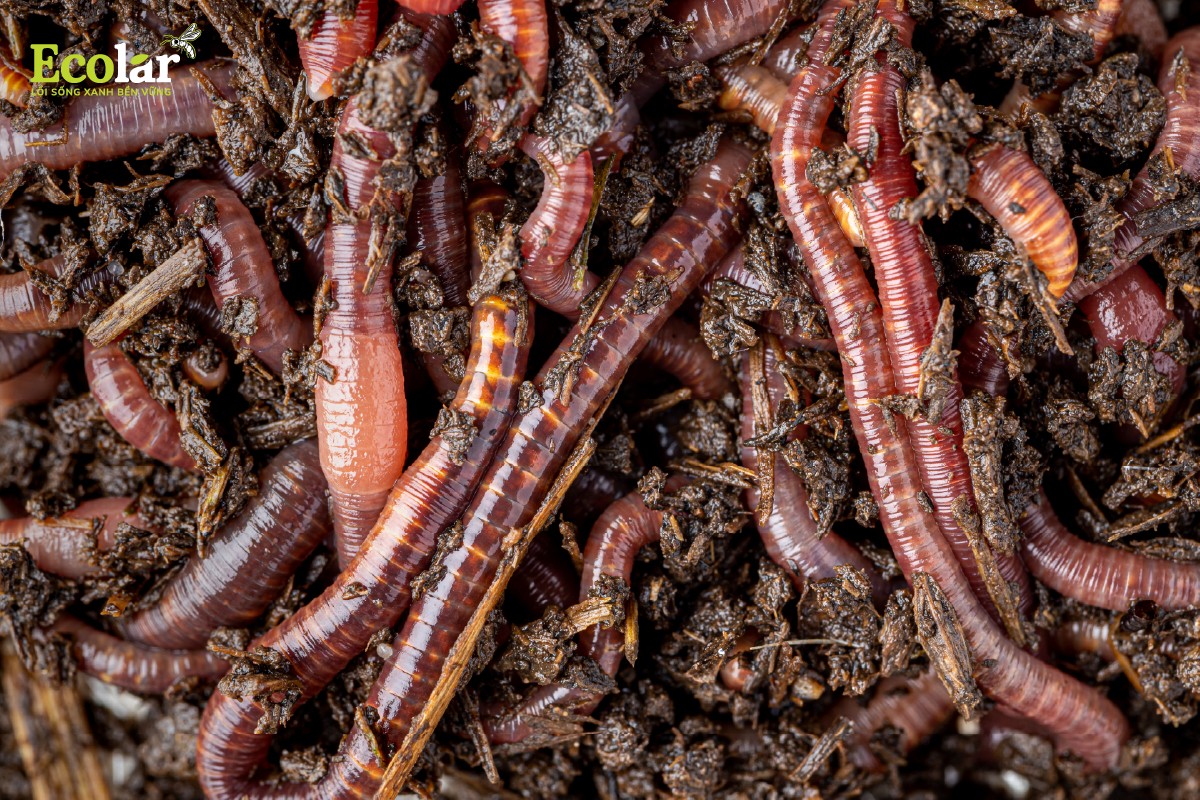 Phân trùn quế – Phân hữu cơ vi sinh từ tự nhiên