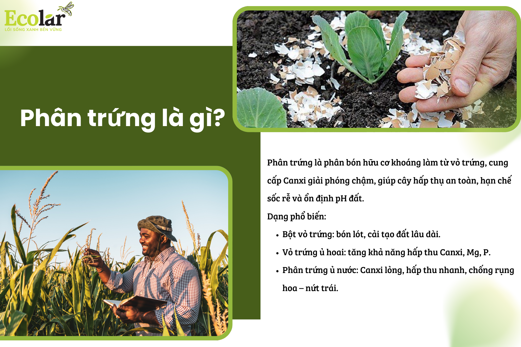 phan trung la gi 7ef05ea401f94a4185ac5a7aa9315e4c Bao Bì Ánh Sáng - Chuyên Gia Bao Bì PP Dệt