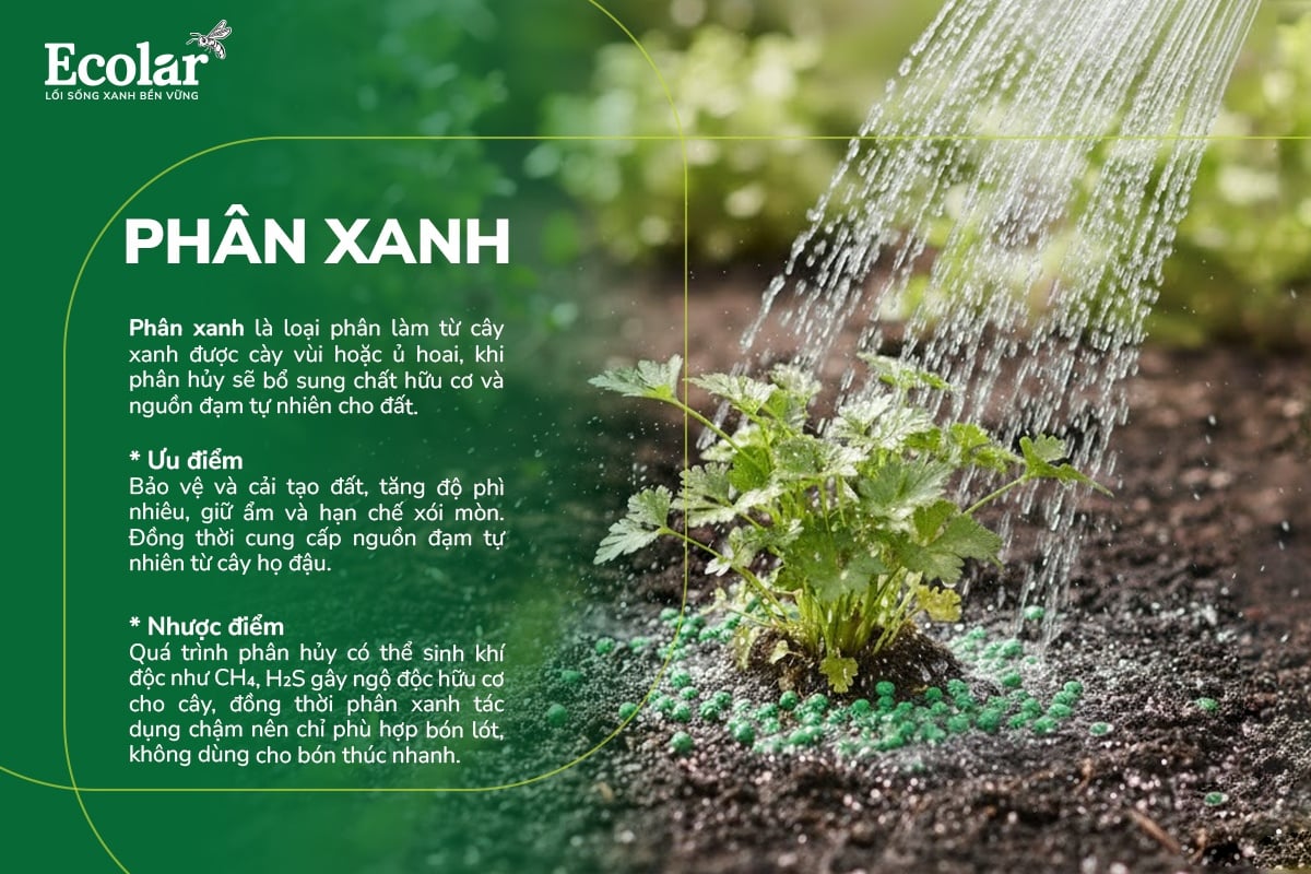 Tổng quan về phân xanh
