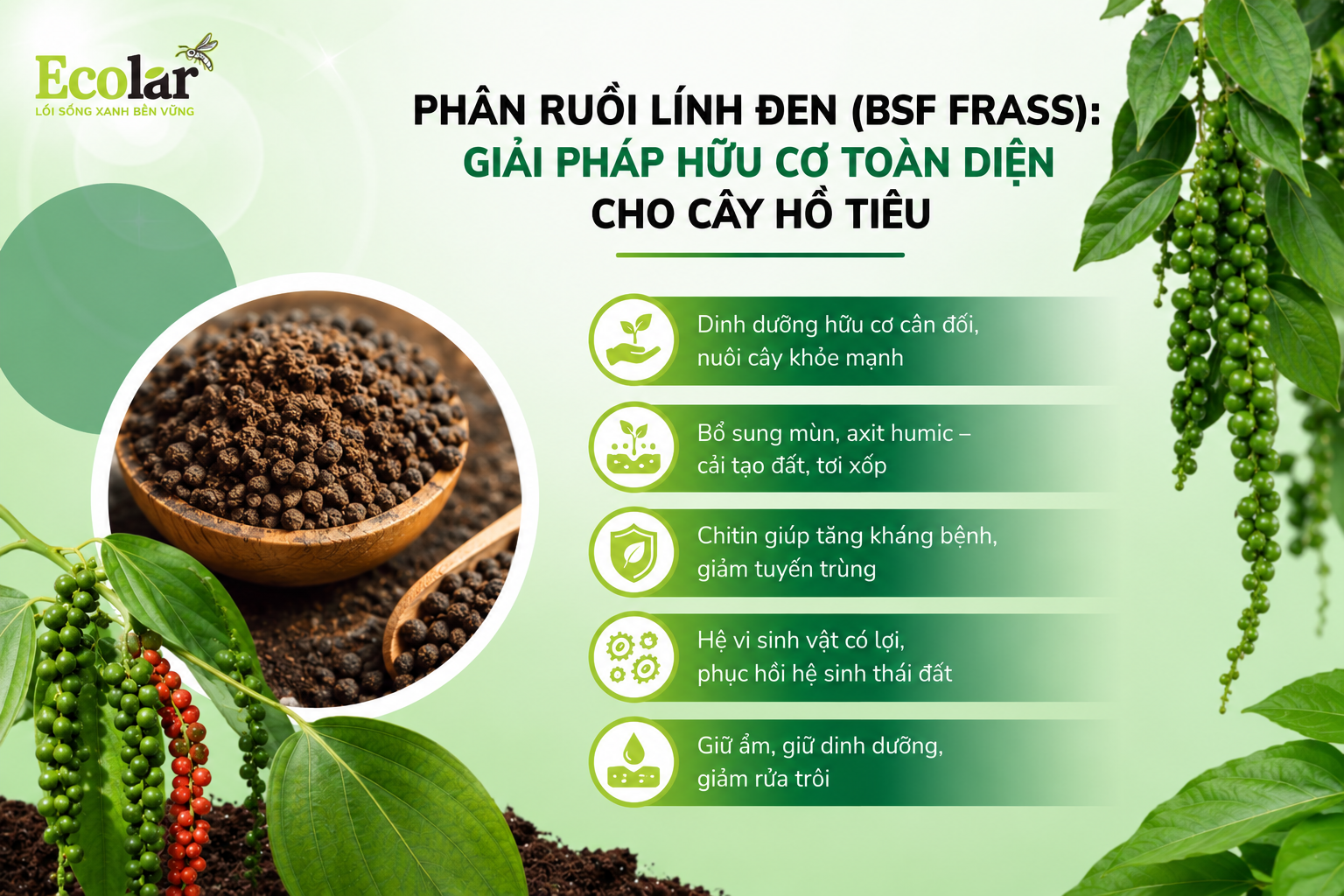 Phân Ruồi Lính Đen (BSF Frass): Giải Pháp Hữu Cơ Toàn Diện Cho Cây Hồ Tiêu