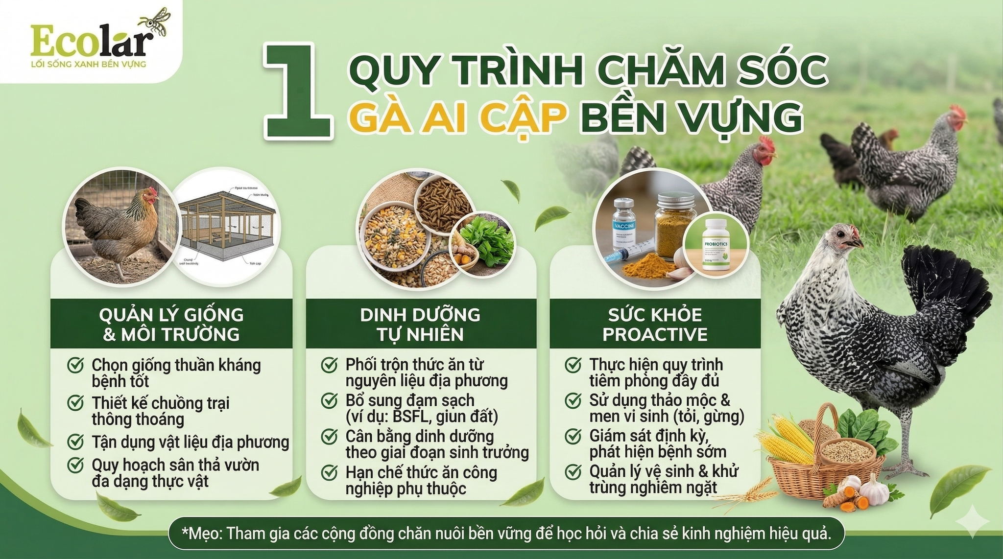 quy-trinh-cham-soc-ga-ai-cap-ben-vung_94af7dcea20c45edb0b03017095cf018.png