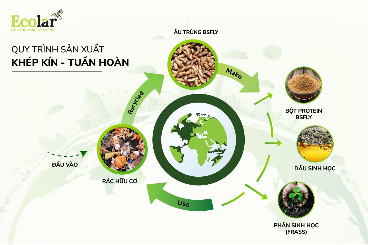 BSFly - Nguồn đạm sinh học mới trong nuôi tôm