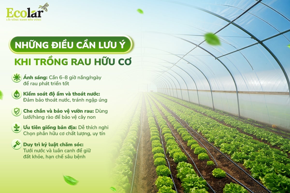 rau hữu cơ