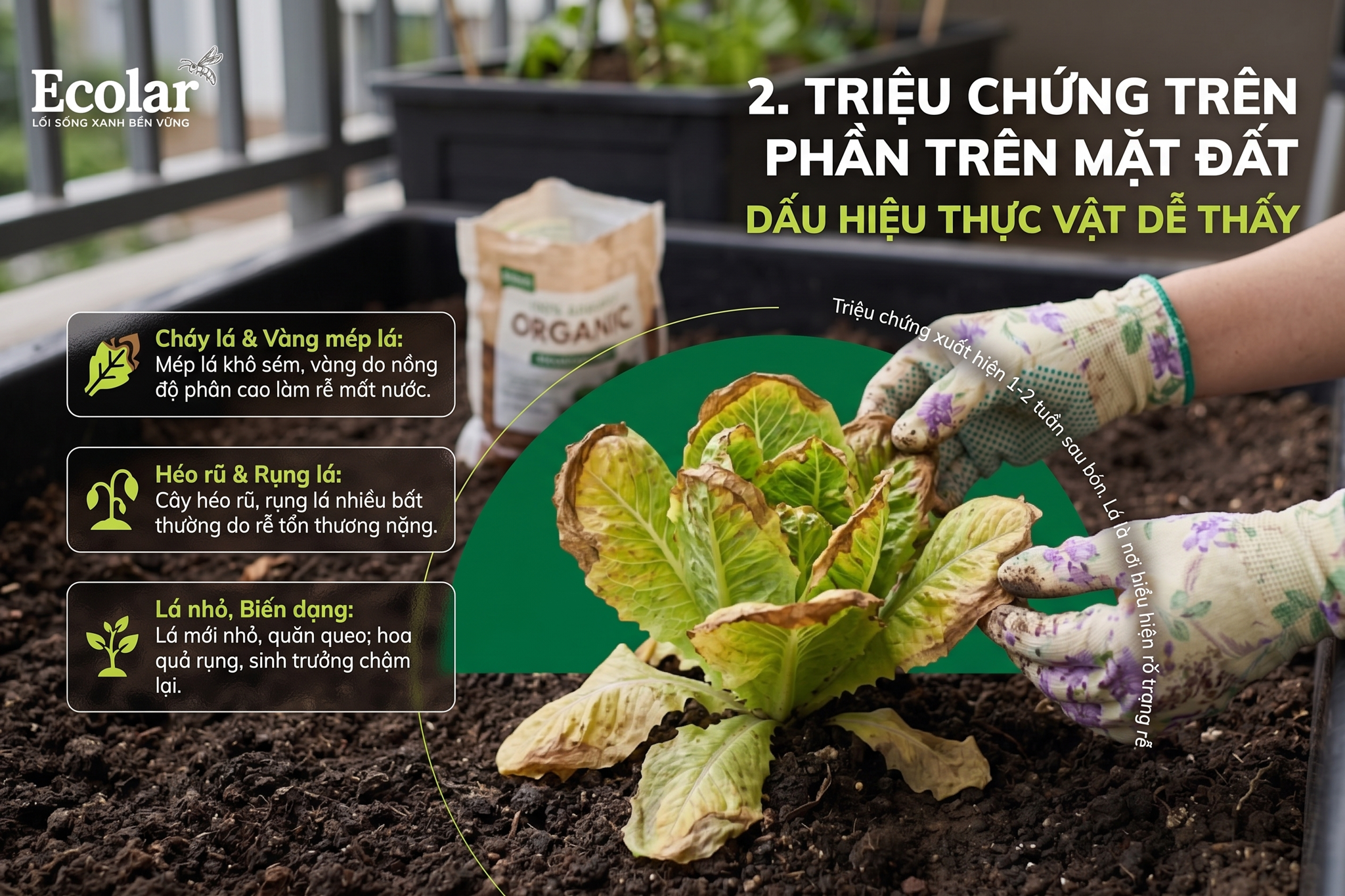 Triệu chứng trên phần trên mặt đất: dấu hiệu thực vật dễ thấy