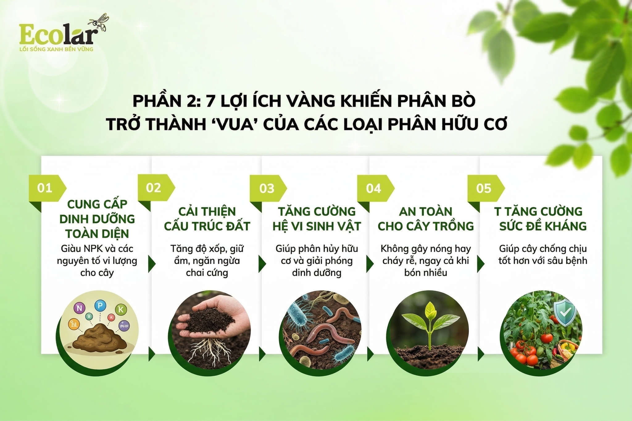 7 Lợi Ích Vàng Khiến Phân Bò Trở Thành 'Vua' Của Các Loại Phân Hữu Cơ