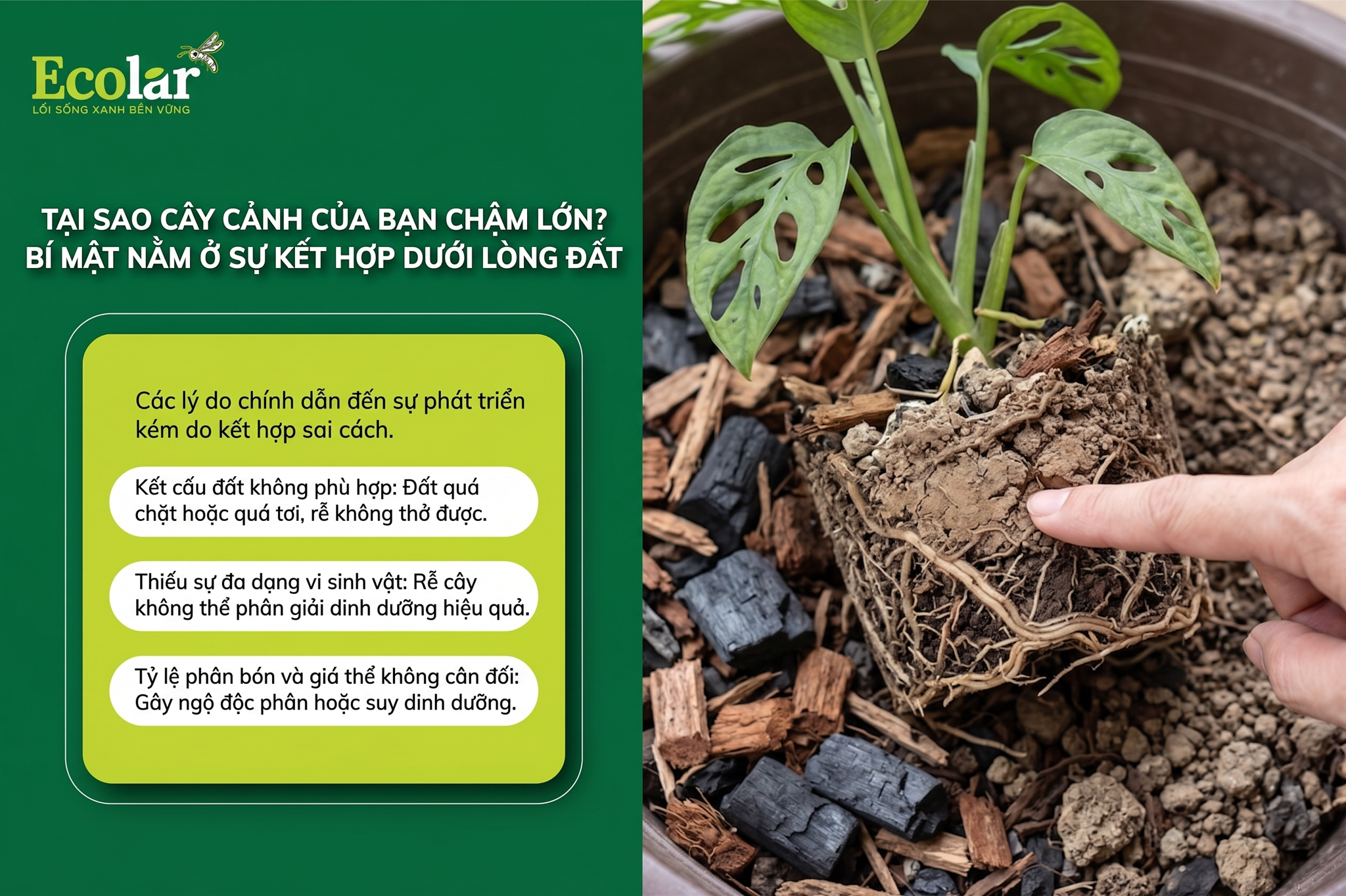 Tại Sao Cây Cảnh Của Bạn Chậm Lớn? Bí Mật Nằm Ở Sự Kết Hợp Dưới Lòng Đất