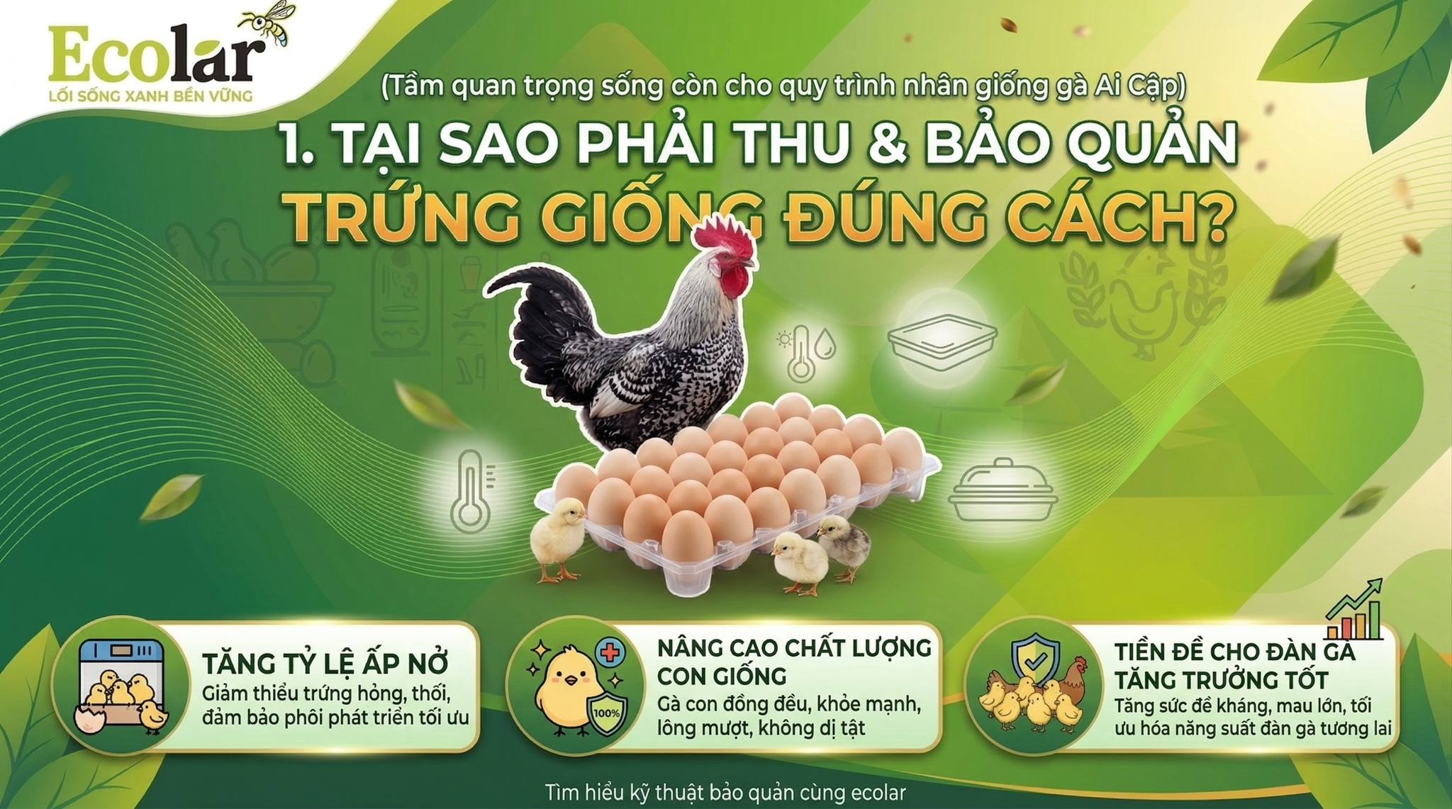 Tại Sao Thu Và Bảo Quản Trứng Giống Đúng Cách Là Bước Sống Còn?