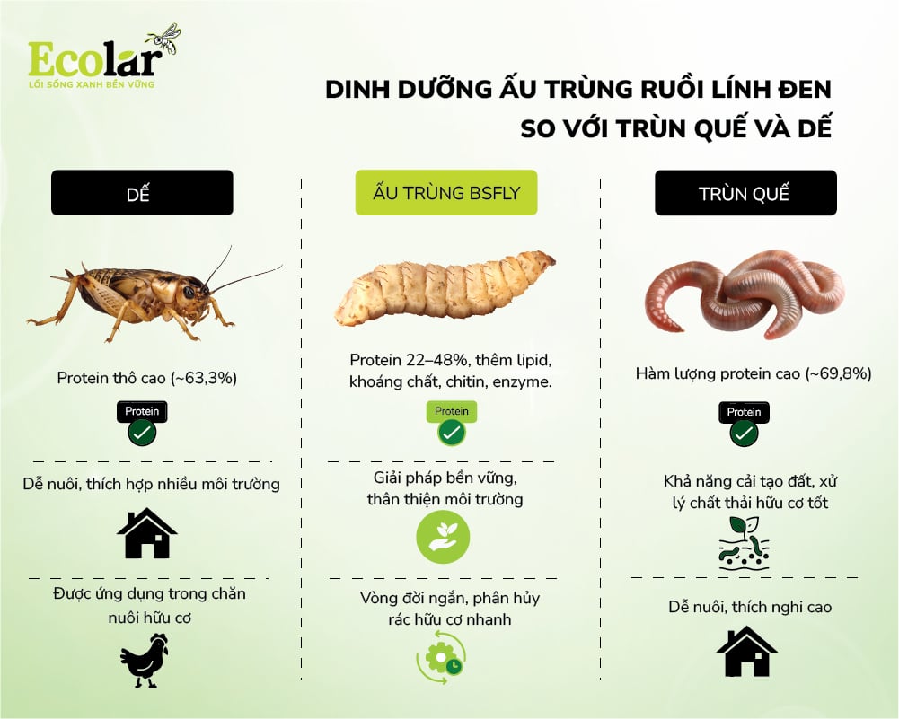 Dinh dưỡng ấu trùng ruồi lính đen so với trùn quế và dế