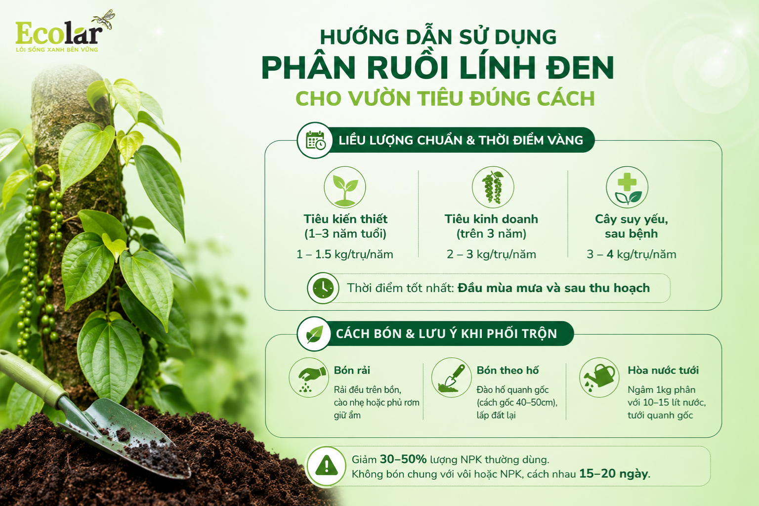 Hướng Dẫn Sử Dụng Phân Ruồi Lính Đen Cho Vườn Tiêu Đúng Cách