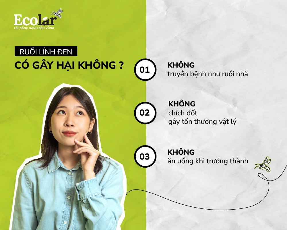 Ruồi lính đen có gây hại không?