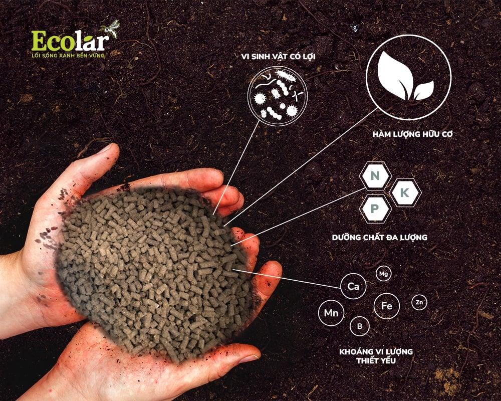 Ứng dụng của ruồi lính đen trong sản xuất phân bón hữu cơ chất lượng cao