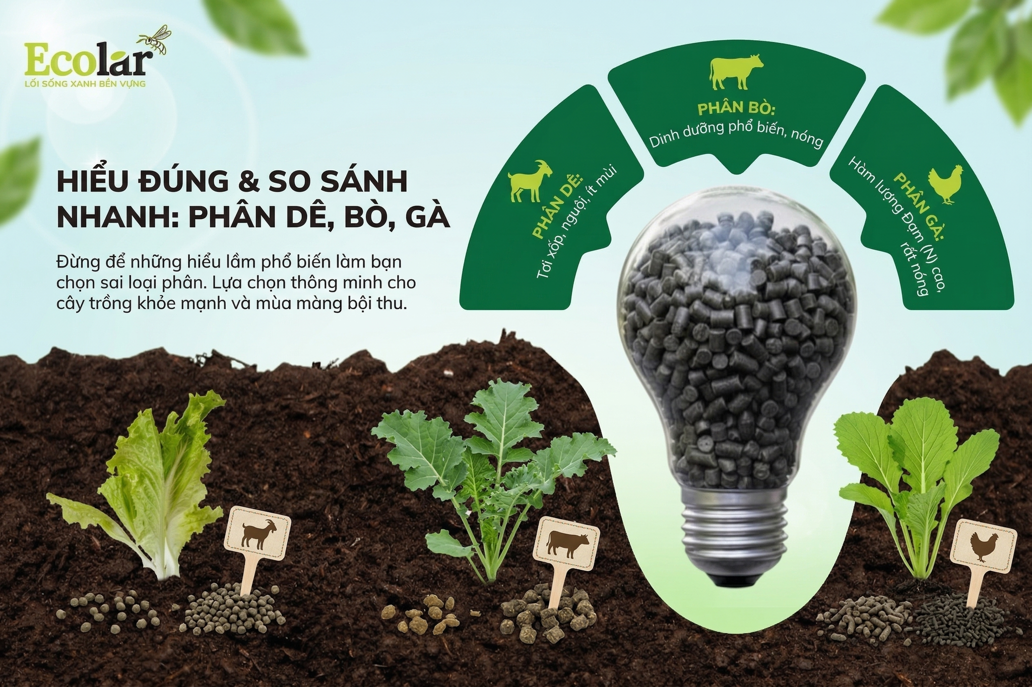 Phân Dê vs. Phân Bò, Phân Gà