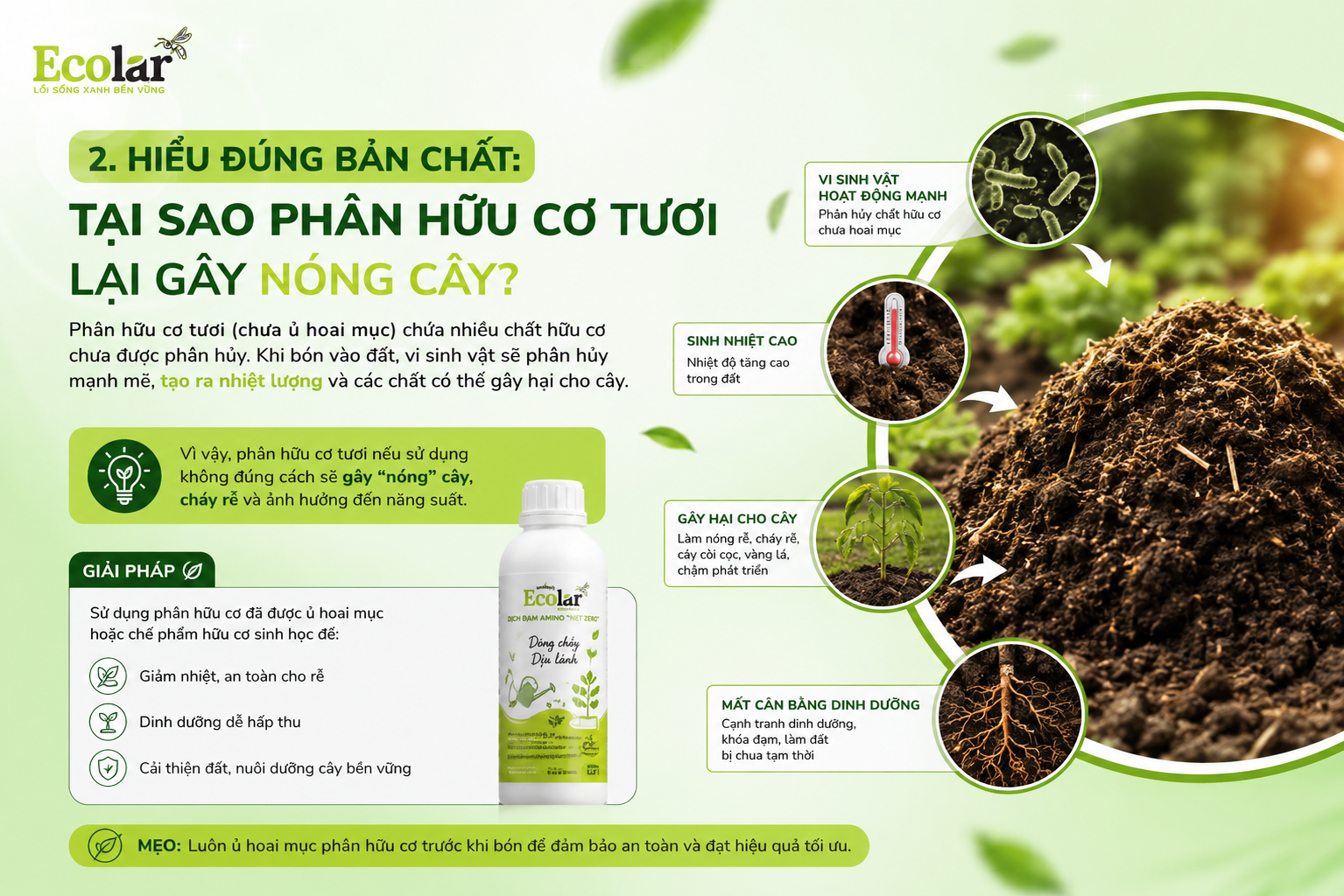 Hiểu Đúng Bản Chất: Tại Sao Phân Hữu Cơ Tươi Lại Gây Nóng Cây?