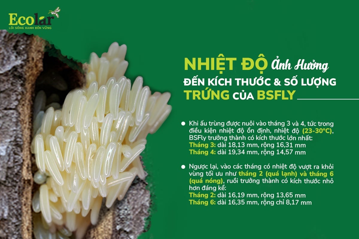 anh-huong-den-kich-thuoc-va-so-luong-trung-cua-bsfly-truong-thanh