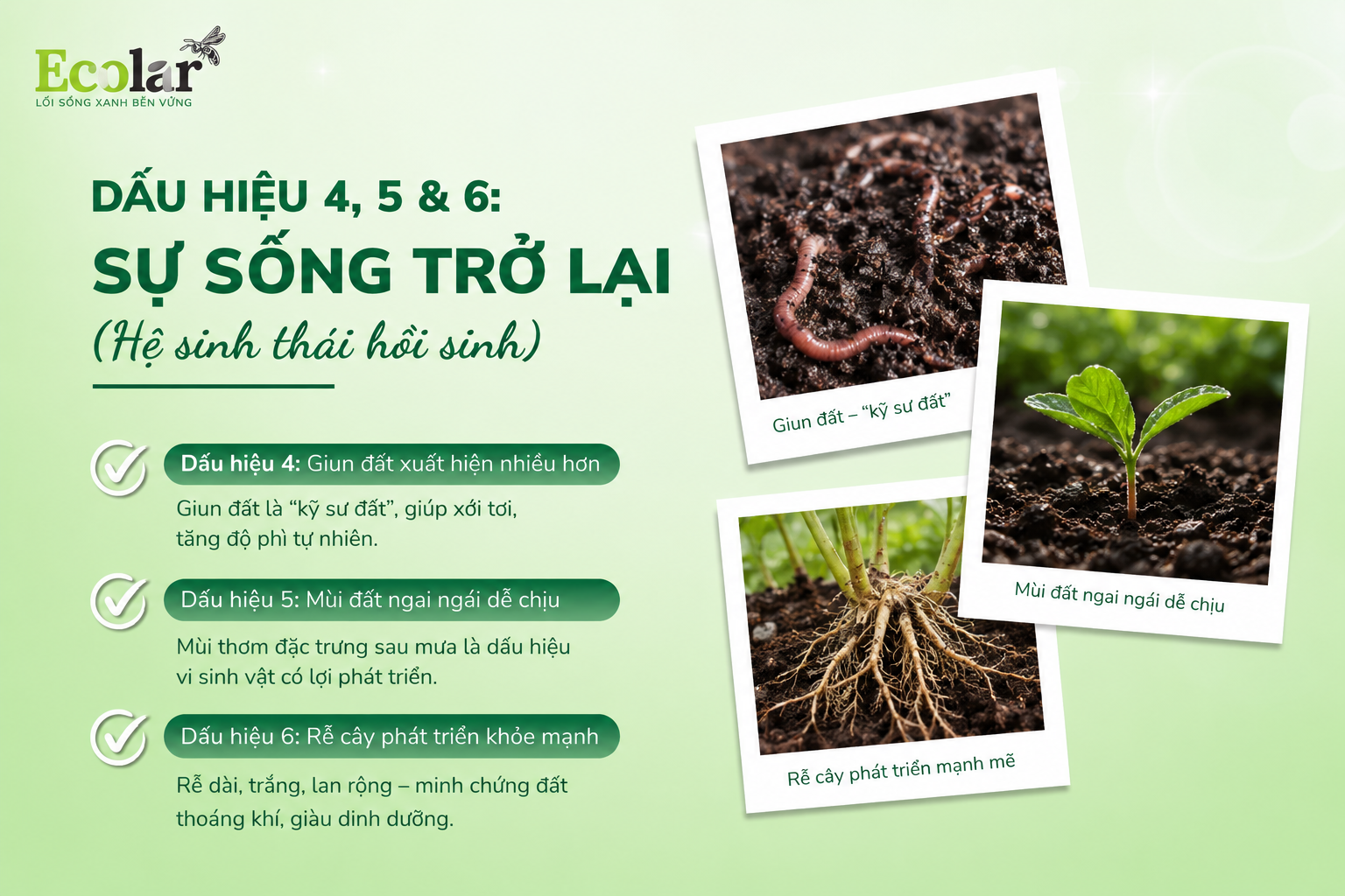 Dấu Hiệu 4, 5 & 6: Sự Sống Trở Lại (Hệ sinh thái hồi sinh)
