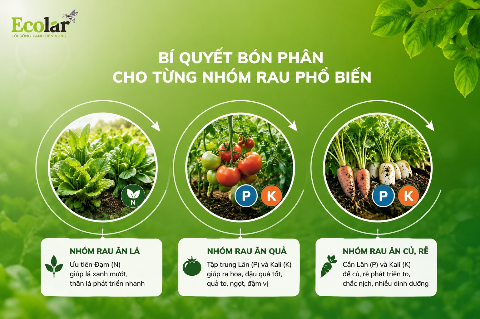 Bí Quyết Bón Phân Cho Từng Nhóm Rau Phổ Biến