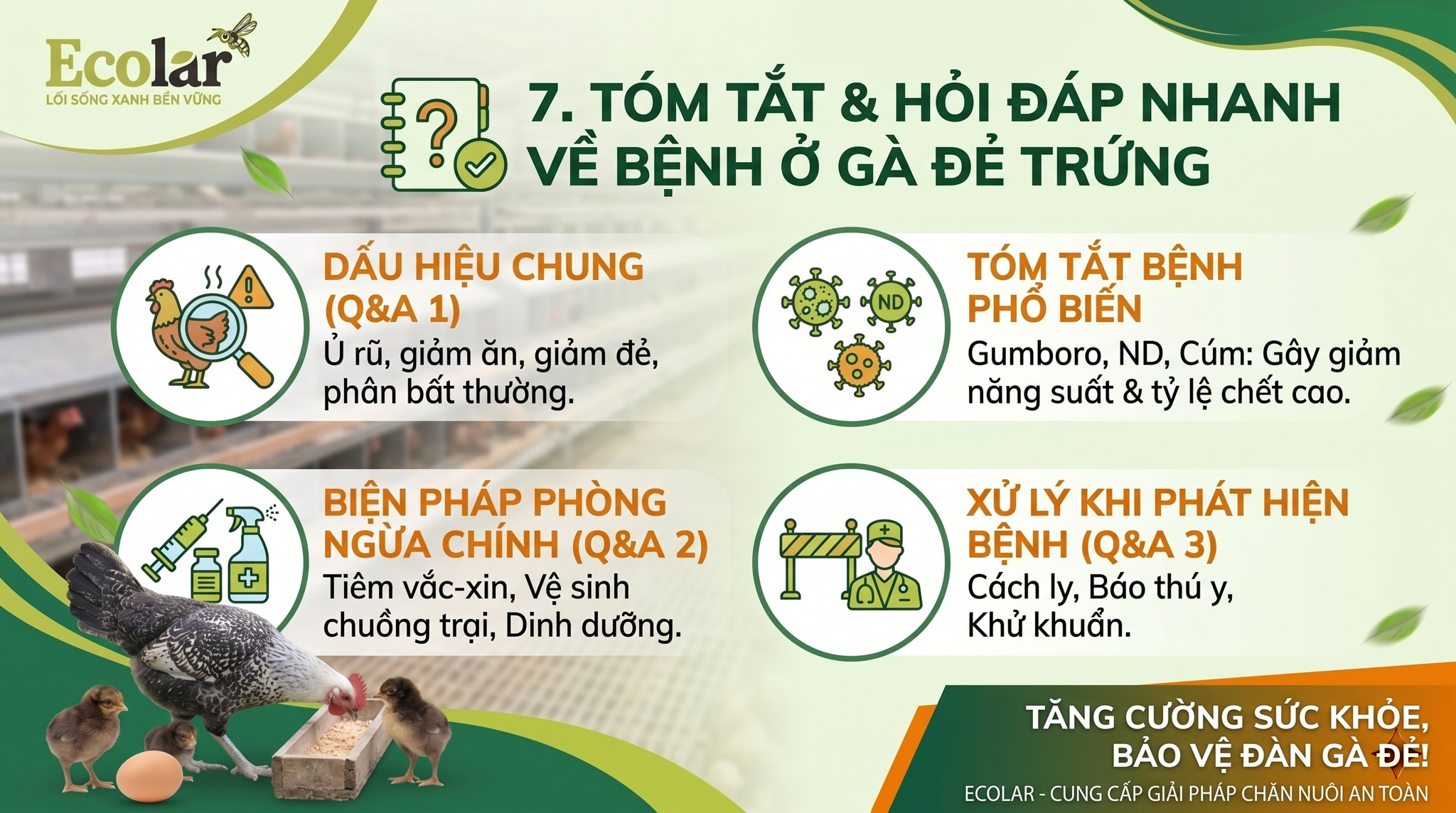 Tóm Tắt & Hỏi Đáp Nhanh Về Bệnh Ở Gà Đẻ Trứng