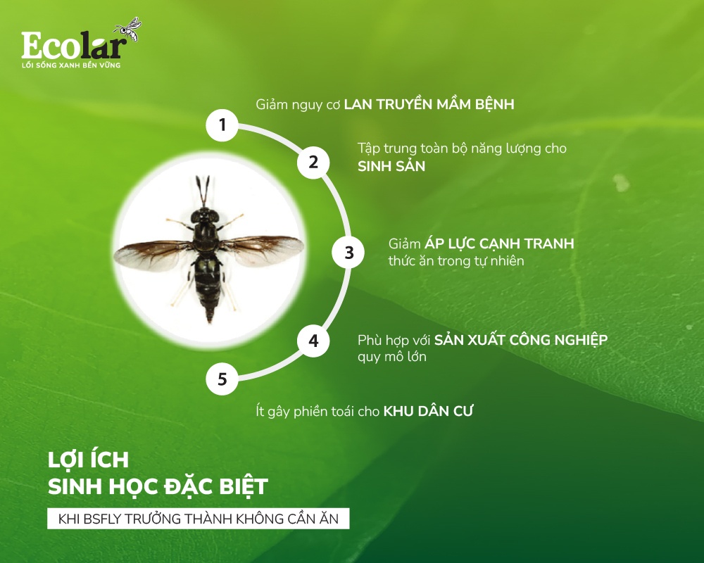 Những Lợi Ích Sinh Học Đặc Biệt Khi BSFly Trưởng Thành Không Cần Ăn
