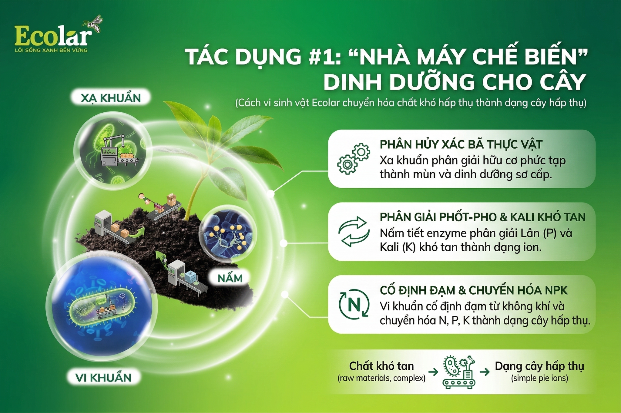 Hoạt Động Như Một 'Nhà Máy Chế Biến' Dinh Dưỡng Cho Cây