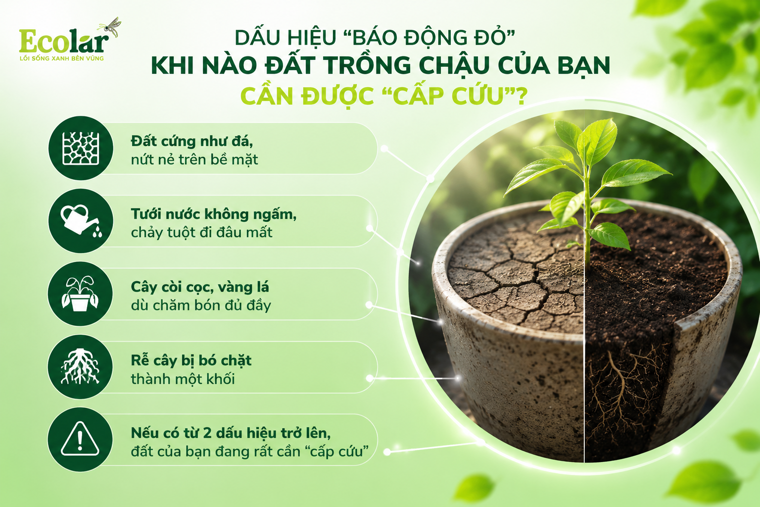 Dấu Hiệu 'Báo Động Đỏ': Khi Nào Đất Trồng Chậu Của Bạn Cần Được 'Cấp Cứu'?