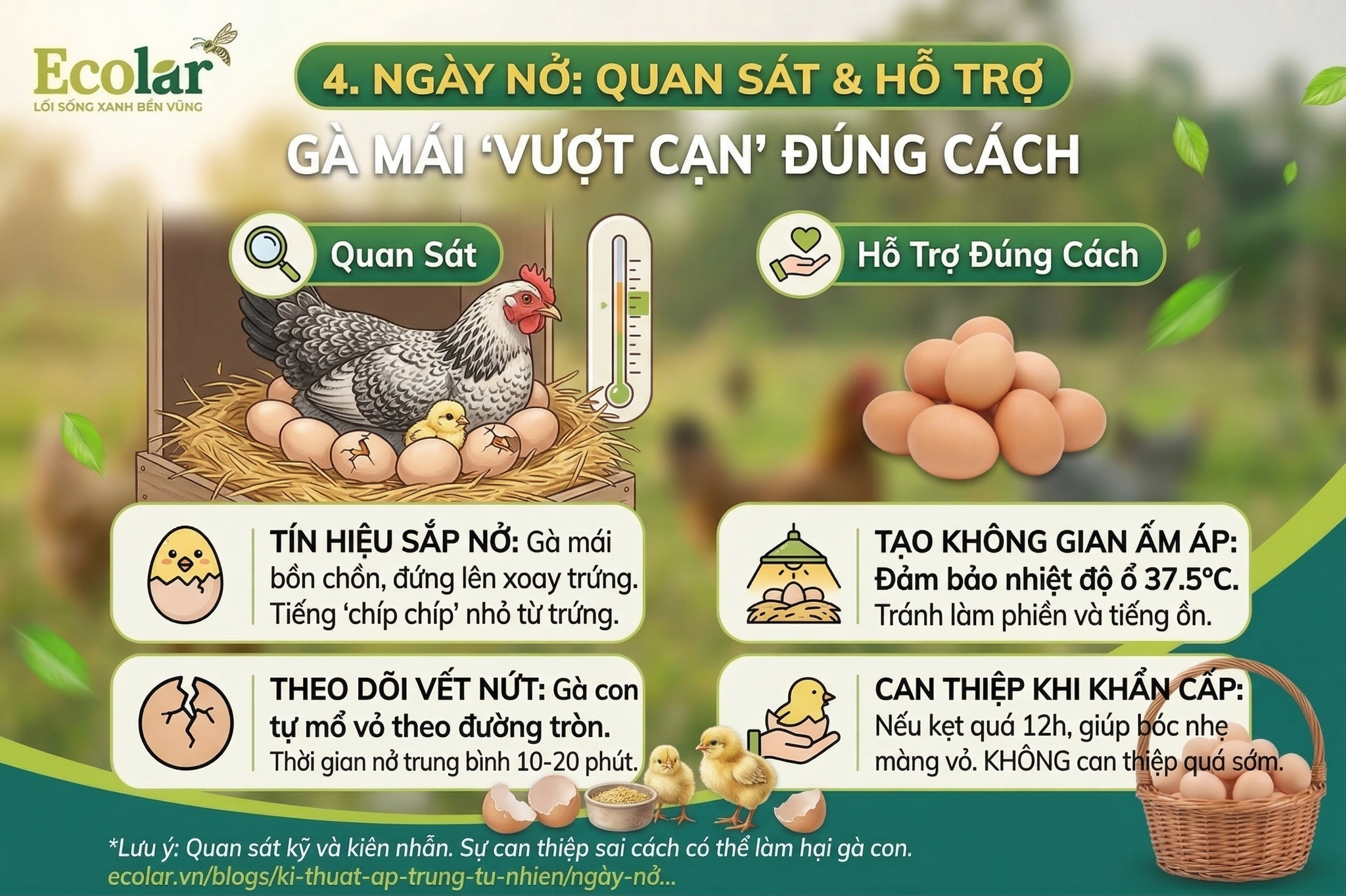 Quan Sát và Hỗ Trợ Gà Mái 'Vượt Cạn' Đúng Cách