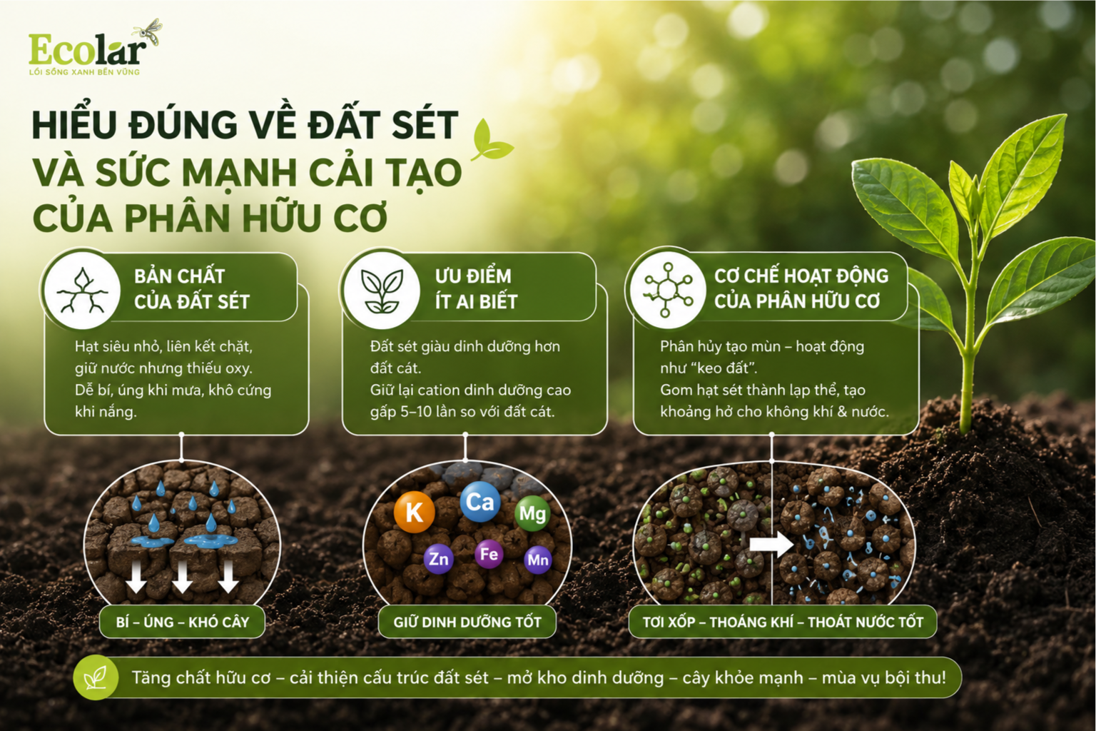 Hiểu Đúng Về Đất Sét và Sức Mạnh Cải Tạo Của Phân Hữu Cơ