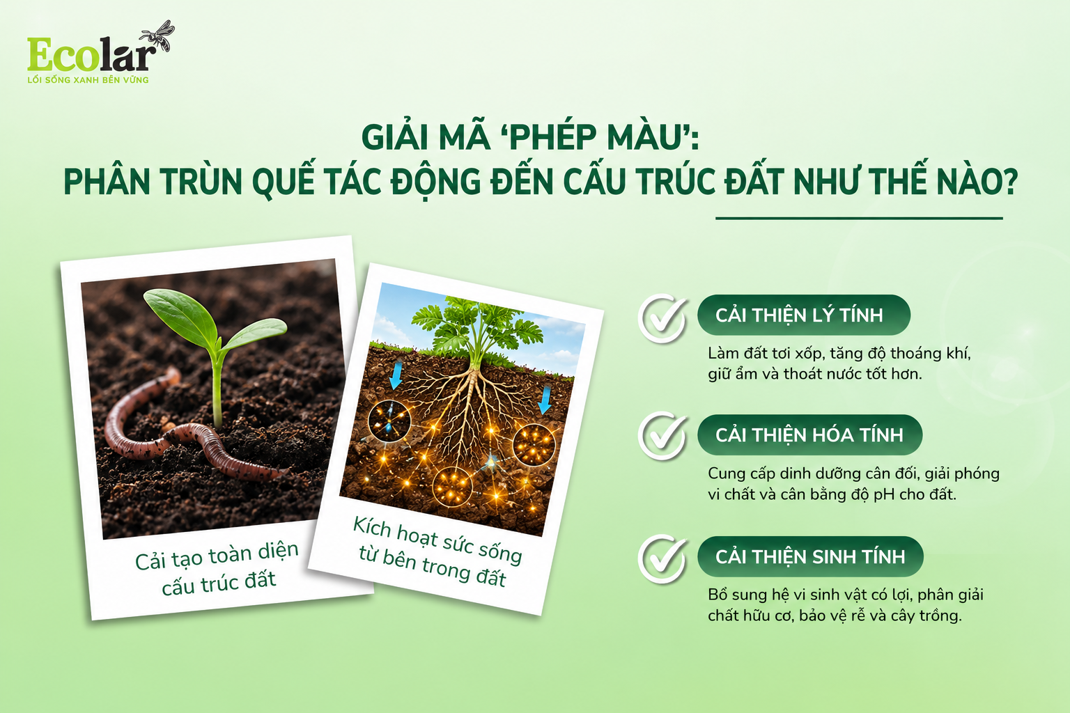 Giải Mã 'Phép Màu': Phân Trùn Quế Tác Động Đến Cấu Trúc Đất Như Thế Nào?