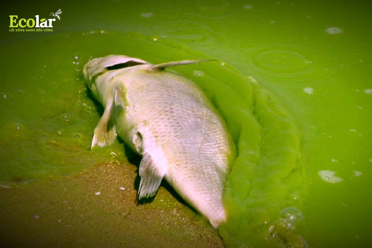 Tác động của tồn dư nitrat tới môi trường