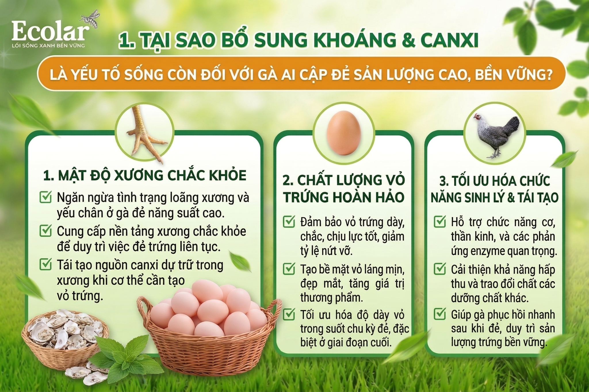 Tại Sao Bổ Sung Khoáng và Canxi Là Yếu Tố Sống Còn Của Gà Ai Cập Đẻ?
