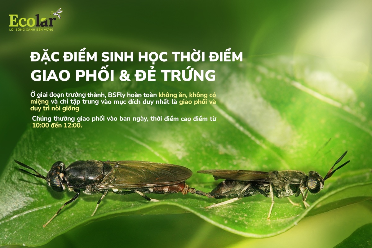 dac-diem-sinh-hoc-cua-giai-doan-truong-thanh-thoi-diem-giao-phoi-va-de-trung