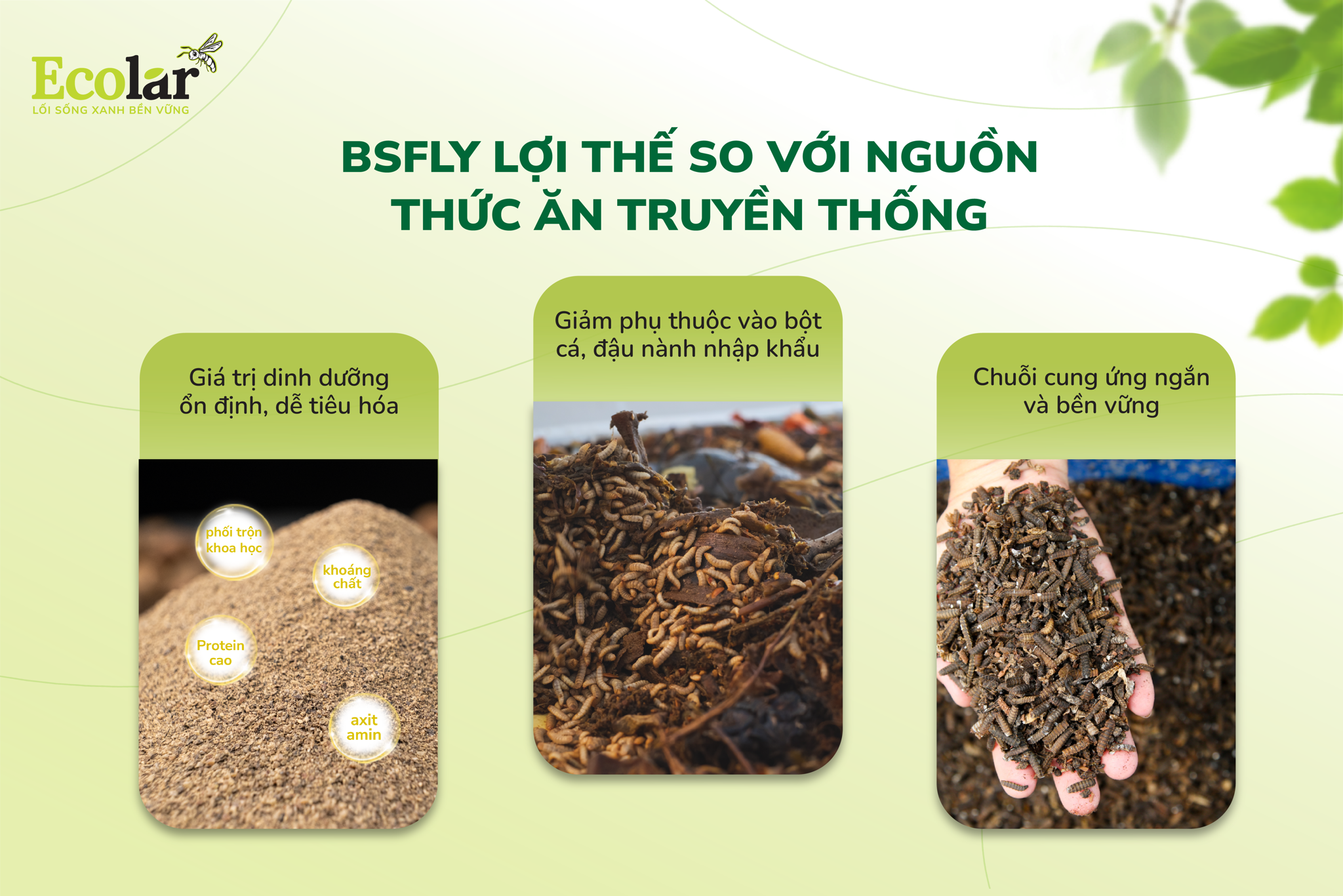 lợi thế của bsfly so với thức ăn truyền thống
