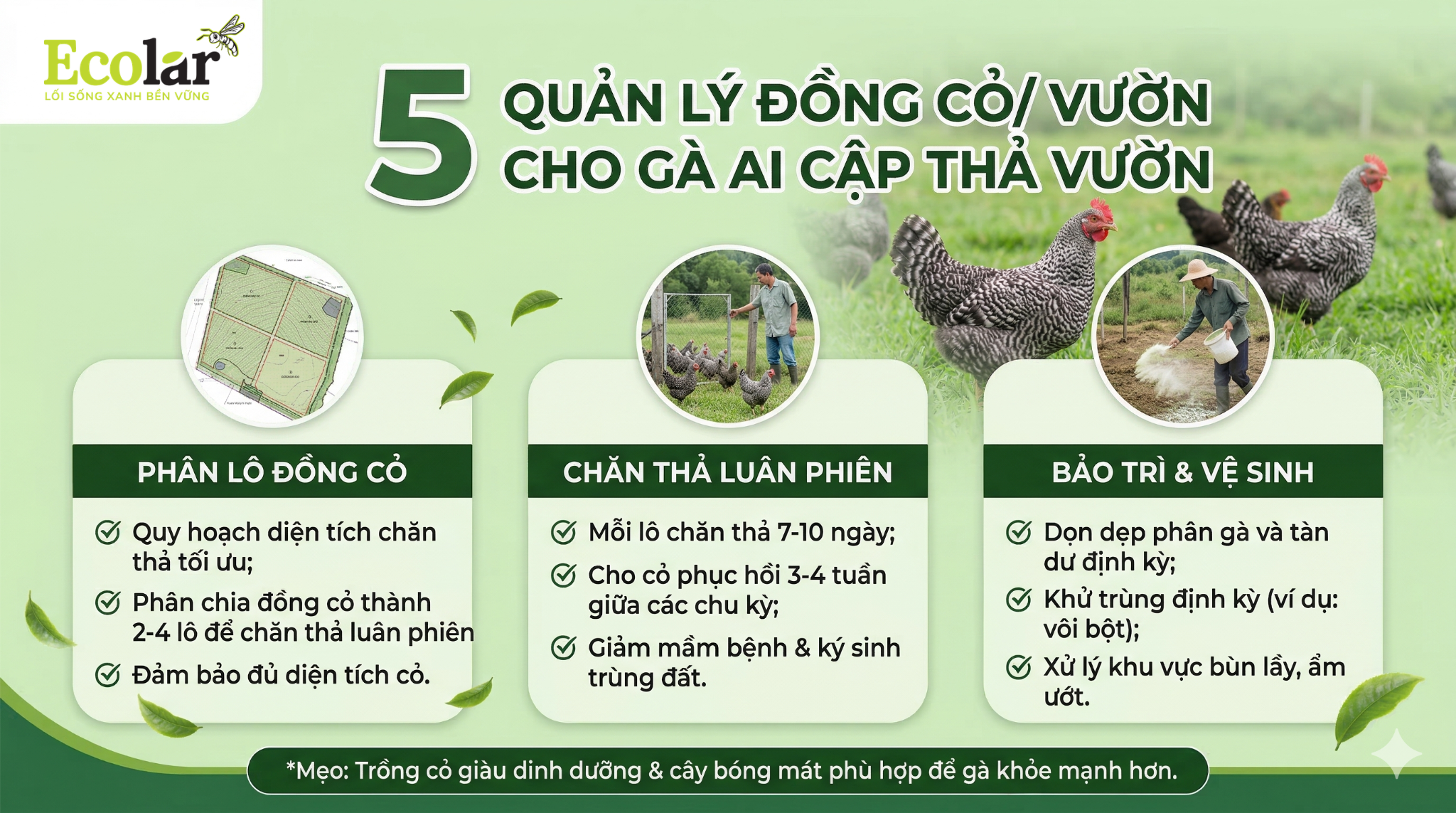 Quản lý đồng cỏ/ vườn cho mô hình gà Ai Cập thả vườn