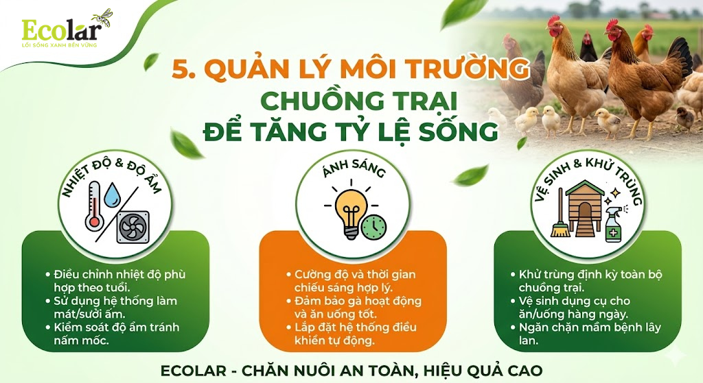 5. Quản lý môi trường chuồng trại để tăng tỷ lệ sống