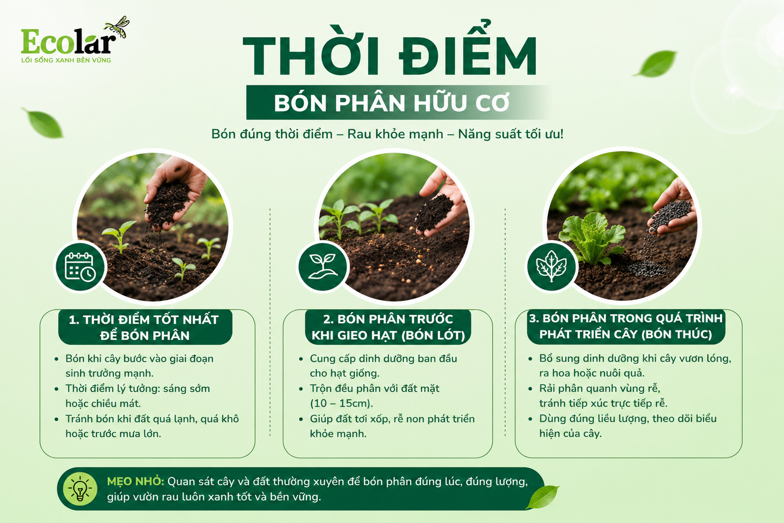Thời Điểm Bón Phân Hữu Cơ