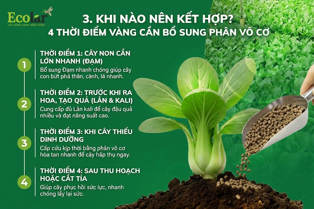Khi Nào Nên Kết Hợp? 4 Thời Điểm Vàng Cần Bổ Sung Phân Vô Cơ