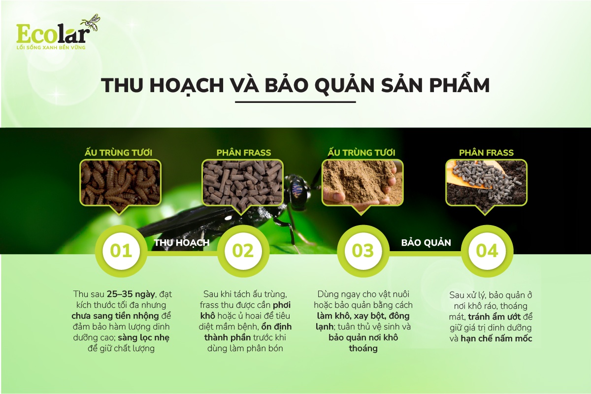 Thu hoạch và bảo quản sản phẩm