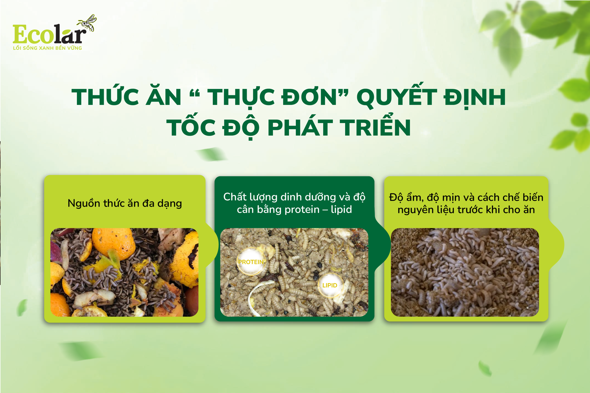 thức ăn của bsfly