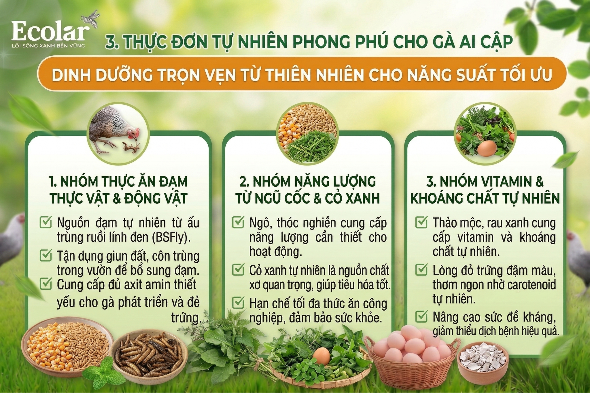 Thực Đơn Tự Nhiên Phong Phú: Gà Ai Cập Ăn Gì Trong Vườn?