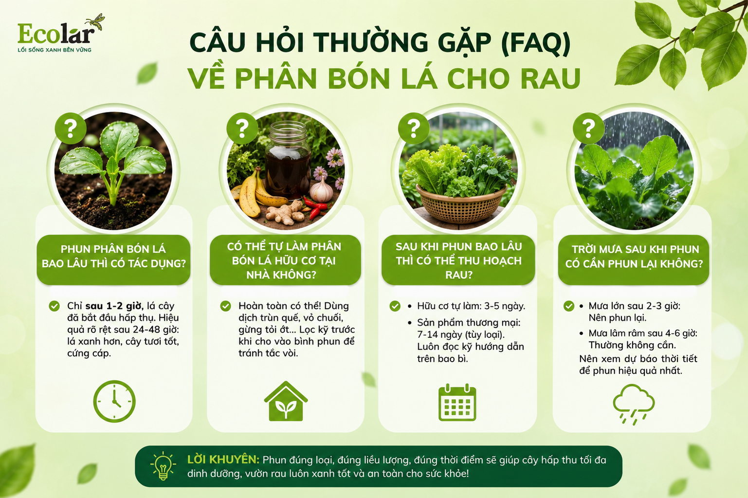 Câu Hỏi Thường Gặp (FAQ) Về Phân Bón Lá Cho Rau
