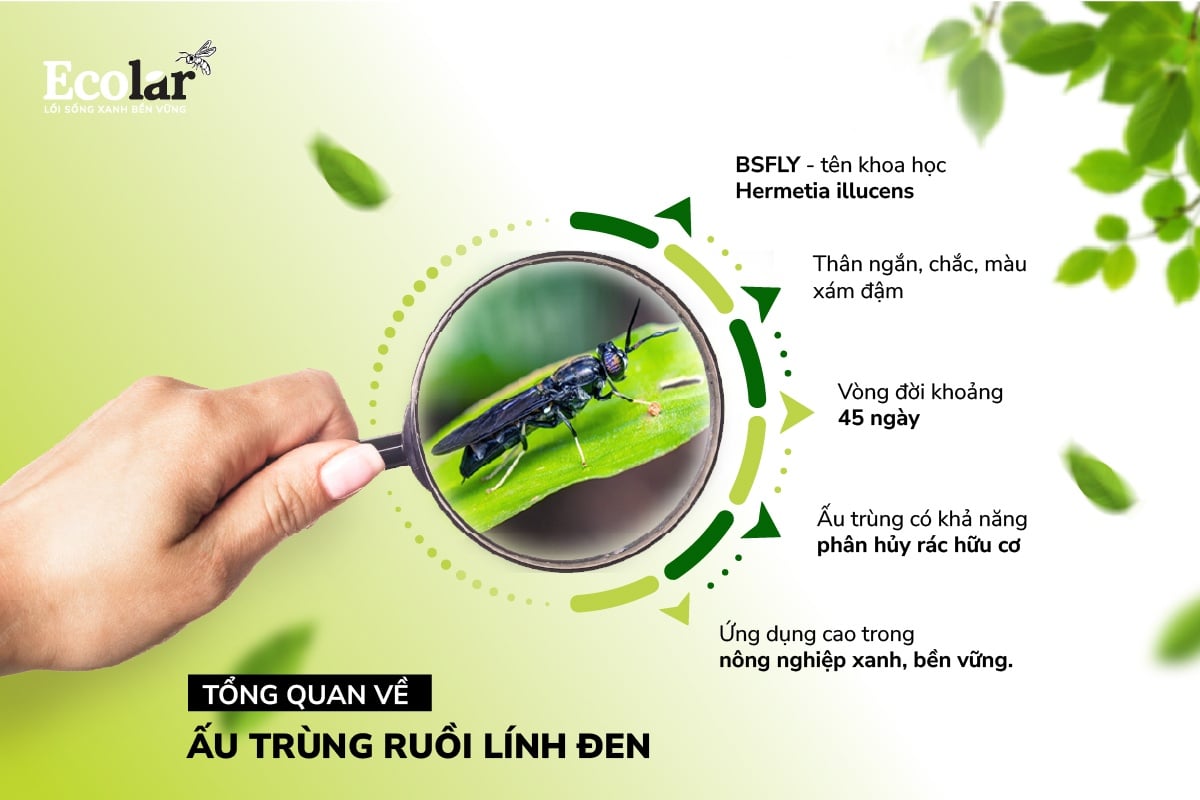 Tổng quan về ấu trùng BSFly