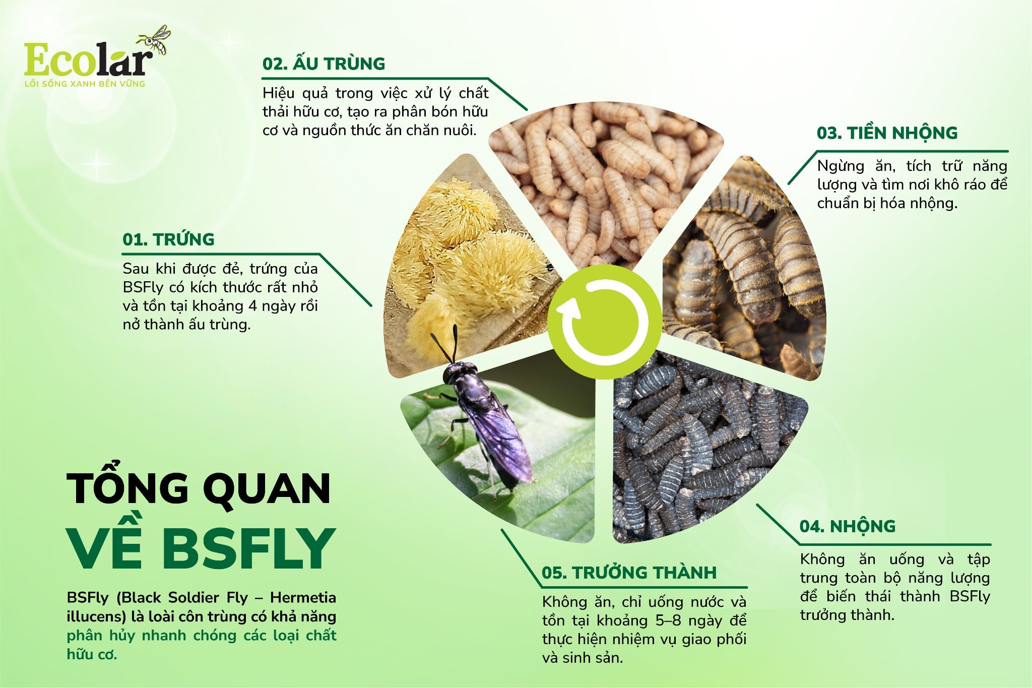 Tổng quan về BSFly