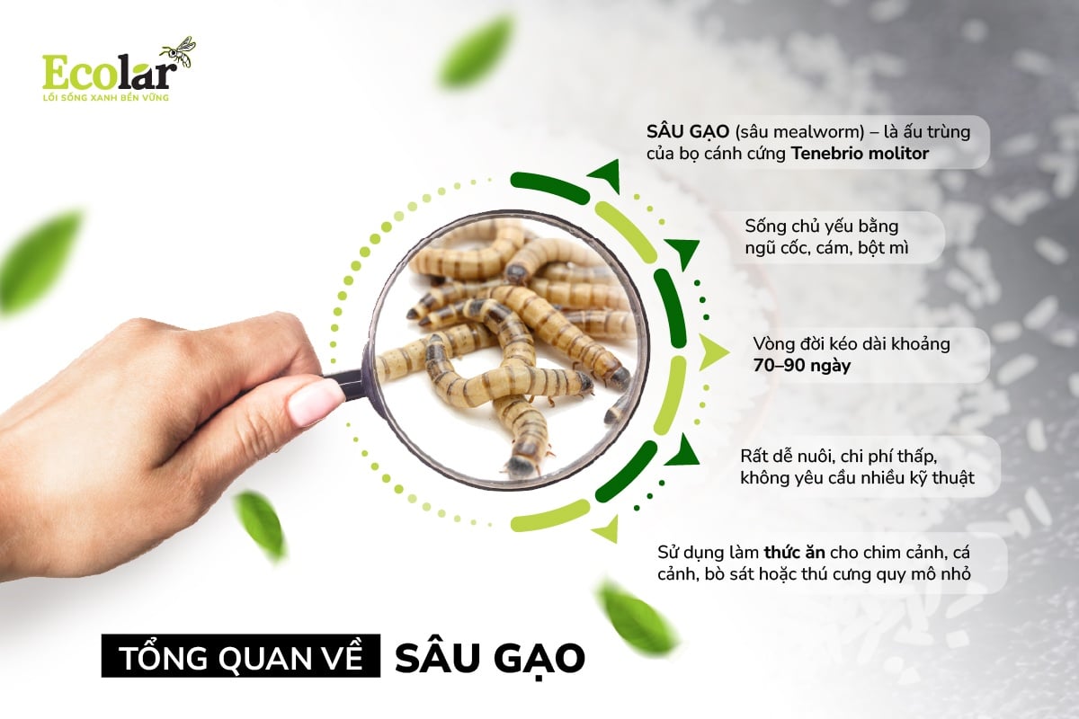 Tổng quan về sâu gạo