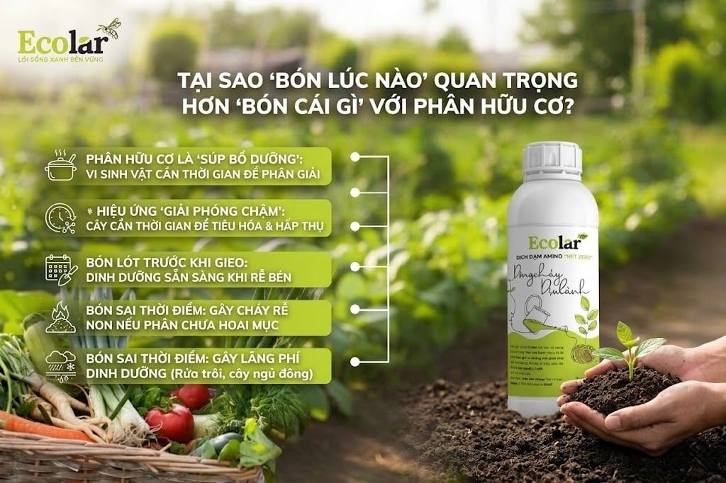 Tại Sao 'Bón Lúc Nào' Quan Trọng Hơn 'Bón Cái Gì' Với Phân Hữu Cơ?