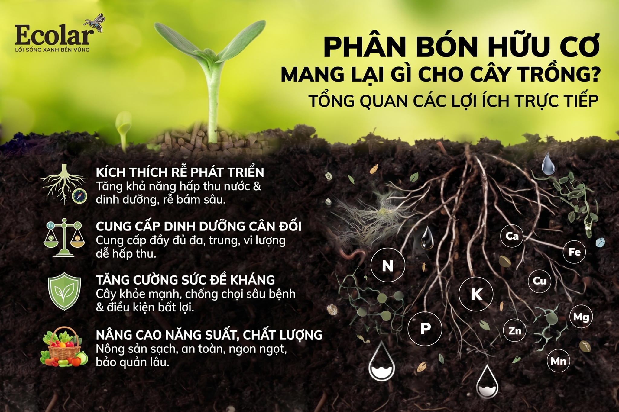 Phân bón hữu cơ mang lại gì cho cây trồng? Tổng quan các lợi ích trực tiếp