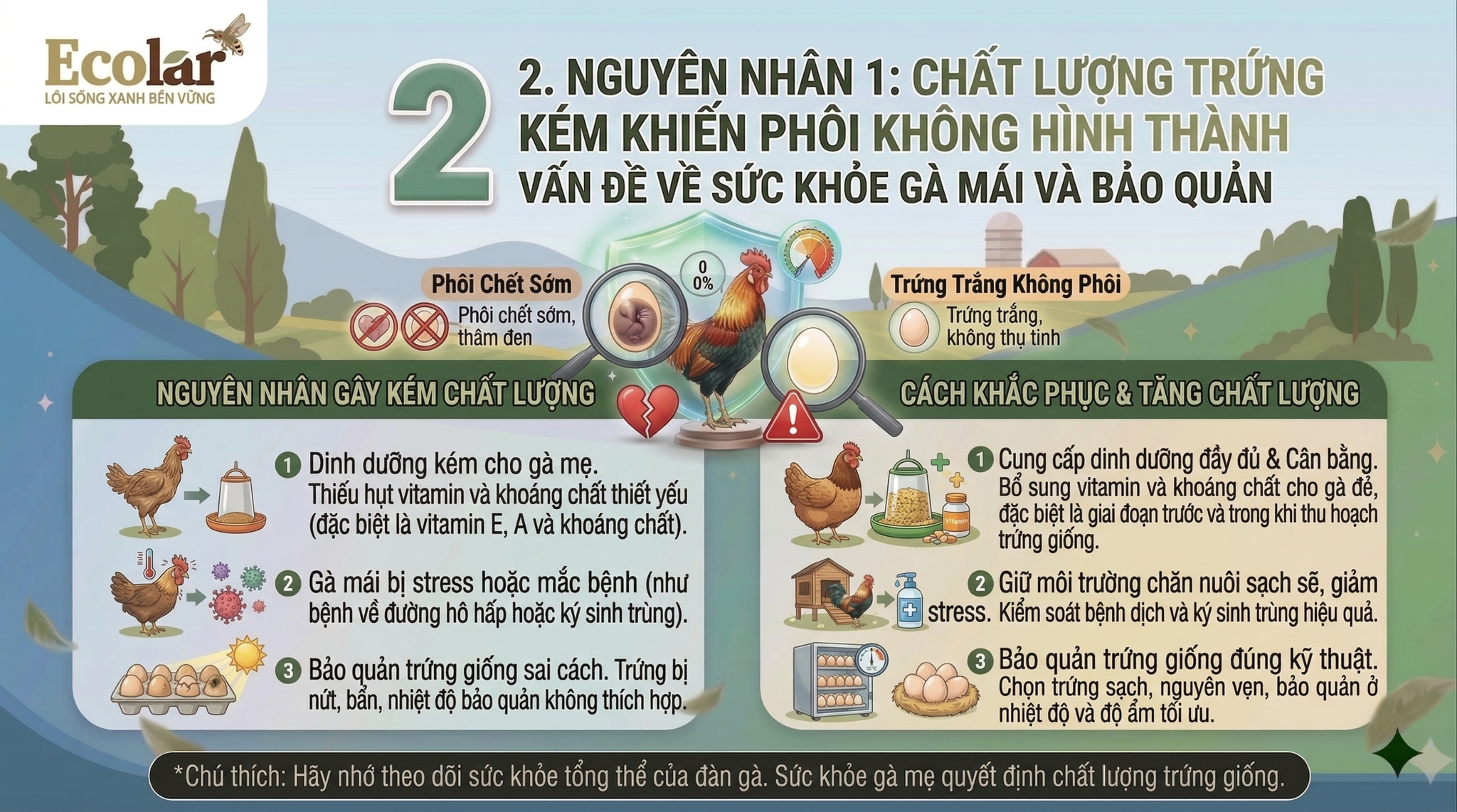 Chất Lượng Trứng Kém Khiến Phôi Không Hình Thành