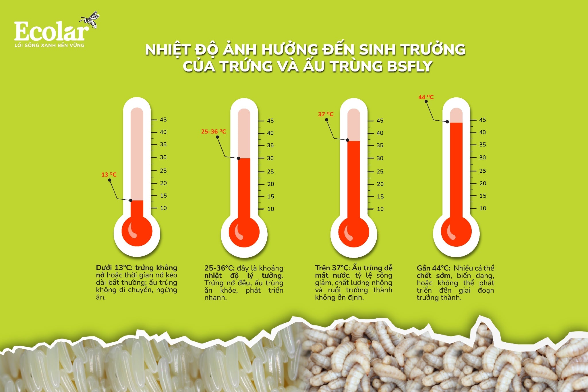 anh-huong-den-sinh-truong-cua-trung-va-au-trung-bsfly-01