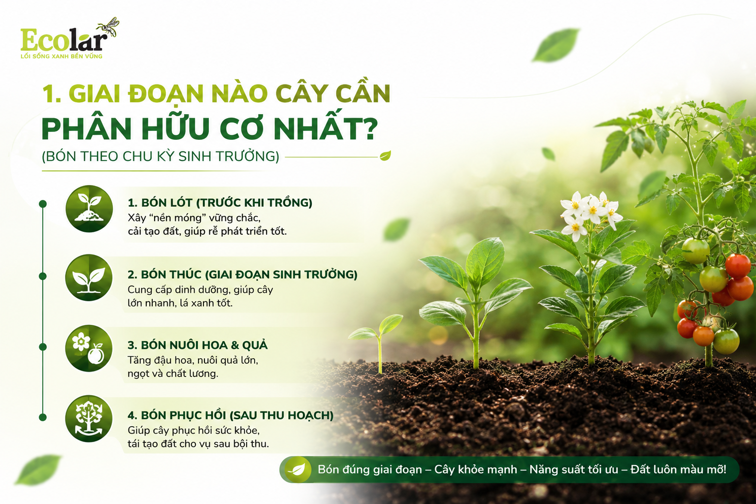 Giai Đoạn Nào Cây Cần Phân Hữu Cơ Nhất? (Bón Theo Chu Kỳ Sinh Trưởng)