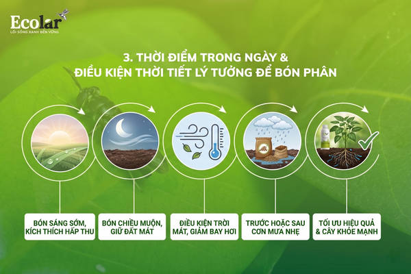 Thời Điểm Trong Ngày & Điều Kiện Thời Tiết Lý Tưởng Để Bón Phân